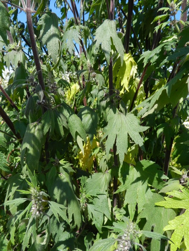Leonurus cardiaca subsp. villosus - rohtonukulan subsp. villarohtonukulan varret ovat ainakin alaosastaan sinipunaiset. Kukinnon alapuolisten lehtien lapa on hertta- tai suorahkotyvinen ja yleisimmin viisiliuskaisesti sormijakoinen. Liuskat ovat teräväkärkisiä, iso- ja terävähampaisia sekä alimmissa lehdissä usein myös lyhyesti toistamiseen sivuliuskaisia. Lehtilapa on tavallisesti noin 6-12 cm pitkä ja leveimmältä kohtaa suunnilleen saman levyinen. Ruoti on yleensä 3-10 cm pitkä. U, Helsinki, keskusta, Töölönlahden eteläpään kaakkoiskulman ja rata-alueen välinen joutomaa-alue Finlandia-talon pohjoispuolella, 6.7.2012. Copyright Hannu Kämäräinen.