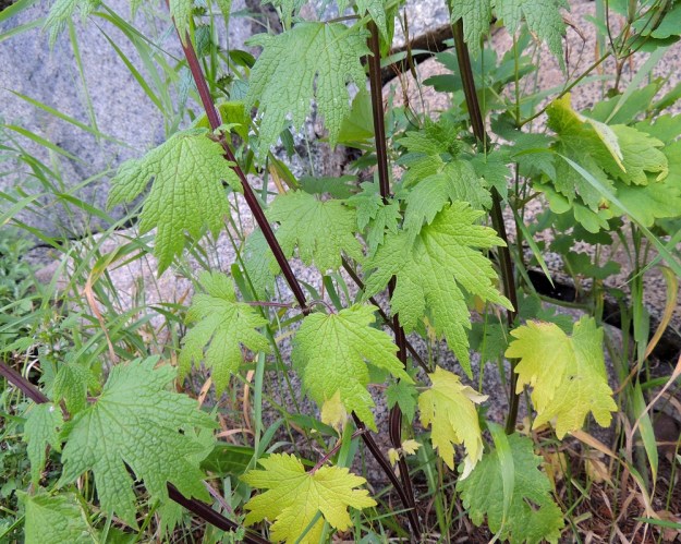 Leonurus cardiaca subsp. cardiaca - rohtonukulan subsp. lännenrohtonukulan varret ovat jäykät, nelisärmäiset ja yleensä alaosastaan sinipunaiset. Kukinnon alapuolisten lehtien ruoti on yleensä 3-10 cm pitkä ja usein sinipunainen. Lehtilapa on yleisimmin viisiliuskaisesti sormijakoinen. Liuskat ovat teräväkärkisiä, iso- ja terävähampaisia sekä usein myös lyhyesti toistamiseen sivuliuskaisia. 8.7.2014. Copyright Hannu Kämäräinen.