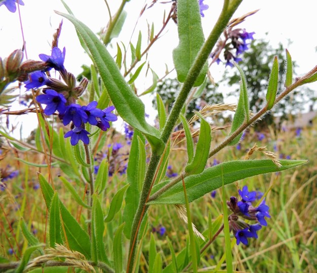 Anchusa officinalis - rohtorastin lehdet ovat varrella kierteisesti. Ne ovat ruodittomia, suikeita tai puikeita, teräväkärkisiä ja leveätyvisiä. Pituutta niillä on yleensä noin 3-15 cm ja leveyttä leveimmältä kohtaa noin 0,5-2 cm. Lehdet ovat vihreitä ja enemmän tai vähemmän aalto- ja mutkalaitaisia. St, Pori, Reposaari, koillisranta, entisen satama-alueen vanha painolastikenttä, niittyalue, 14.7.2014. Copyright Hannu Kämäräinen.