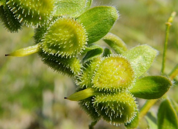 Cynoglossum officinale - rohtokoirankielen verhiötkin saavat hedelmävaiheeseen mennessä rutkasti lisämittaa. Pituutta voi olla jopa 10 mm ja leveyttä 7 mm. Lohkohedelmysten pinnassa on tiheästi noin 0,5 mm:n mittaisia, vankkoja ja väkäspäisiä karvoja. Ne auttavat leviämisessä, kun niiden avulla hedelmykset takertuvat eläimiin ja ihmisten vaatteisiin. EH, Nokia, Myllyhaka, Raision Melian myllyalue Rounionkadun ja rautatien välissä, radanvarsi aidatun myllyalueen kulmassa, 5.7.2013. Copyright Hannu Kämäräinen.