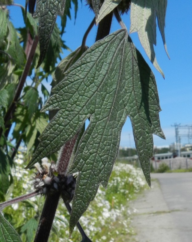 Leonurus cardiaca subsp. villosus - rohtonukulan subsp. villarohtonukulan osakukintojen kolmiliuskaisten tukilehtien lapa on aivan ylimpiä lukuun ottamatta noin 3-7 cm pitkä ja leveimmältä kohtaa noin 1,5-5 cm leveä. Niiden ruoti on noin 1-2 cm pitkä. Lehdet ovat päältä vihreät tai tummanvihreät ja alta harmannvihreät sekä molemmin puolin lyhytkarvaiset. U, Helsinki, keskusta, Töölönlahden eteläpään kaakkoiskulman ja rata-alueen välinen joutomaa-alue Finlandia-talon pohjoispuolella, 6.7.2012. Copyright Hannu Kämäräinen.