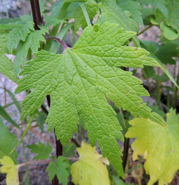 Leonurus cardiaca subsp. cardiaca - rohtonukulan subsp. lännenrohtonukulan alemmat lehdet ovat useimmiten herttatyviset ja noin 6-12 cm pitkät sekä leveimmältä kohtaa suunnilleen saman levyiset. Lehtien yläpuoli on vihreä ja vaihtelevasti lyhytkarvainen. Lehden koko suonitus on selvästi näkyvillä. 8.7.2014. Copyright Hannu Kämäräinen.
