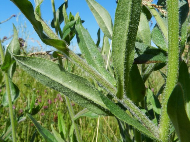 Anchusa officinalis - rohtorastin varsi ja haarat ovat siirottavasti tiheäkarvaisia. Karvat ovat valkoisia, usein kaarevia tai mutkaisia ja eripituisia sekä noin 1-3 mm pitkiä sukaskarvoja. Myös lehdet ovat molemmin puolin sukaskarvaisia. Sukaskarvat ovat pulleatyvisiä ja pisimmillään noin 2 mm pitkiä. St, Pori, Reposaari, koillisranta, Kaupparanta, rantamakasiinin lounaanpuoleinen niittyalue, 18.7.2012. Copyright Hannu Kämäräinen.
