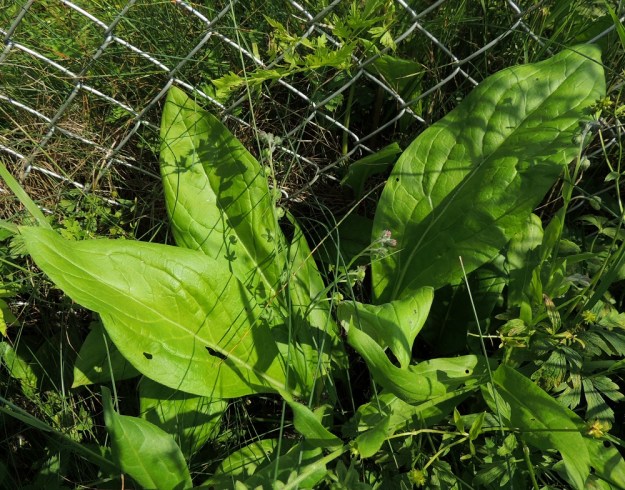 Cynoglossum officinale - rohtokoirankielen ruusukelehdet ovat ruodilliset, soikeat tai leveänsuikeat ja teräväkärkiset. Ruoti on yleensä noin 10-20 cm pitkä ja lehtilapa tavallisesti noin 15-25 cm pitkä sekä leveimmältä kohtaa noin 6-10 cm leveä. EH, Nokia, Myllyhaka, Raision Melian myllyalue Rounionkadun ja rautatien välissä, aidatun myllyalueen kulma radanvarressa, 5.7.2013. Copyright Hannu Kämäräinen.