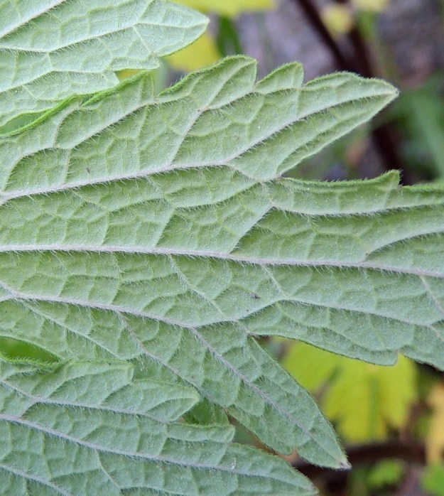 Leonurus cardiaca subsp. cardiaca - rohtonukulan subsp. lännenrohtonukulan lehtilapa on alta harmaanvihreä ja ainakin suonista lyhytkarvainen. Suonet ovat alapinnalla koholla aina mosaiikkimaisia sivusuonia myöten. 8.7.2014. Copyright Hannu Kämäräinen.