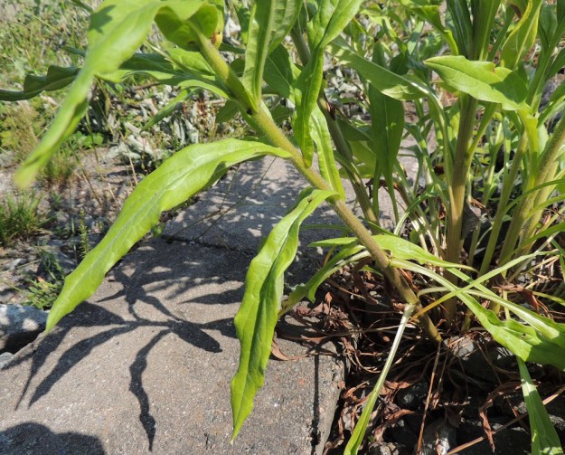 Cynoglossum officinale - rohtokoirankielen tyvilehdet ja varren alaosan lehdet ovat ruodilliset ja ylemmät lehdet ruodittomat. Ruoti on kapeasti siipipalteinen ja useimmiten enintään noin 10 cm pitkä. Lehtilapa on suikea ja yleensä teräväkärkinen. Pituutta sillä on noin 5-15 cm ja leveyttä leveimmältä kohtaa noin 1-4 cm. Lehdet ovat ehytlaitaisia ja molemmin puolin pehmeäkarvaisia. Myös varsi on pehmeäkarvainen. EH, Nokia, Myllyhaka, Raision Melian myllyalue Rounionkadun ja rautatien välissä, radanvarsi aidatun myllyalueen kulmassa, 5.7.2013. Copyright Hannu Kämäräinen.