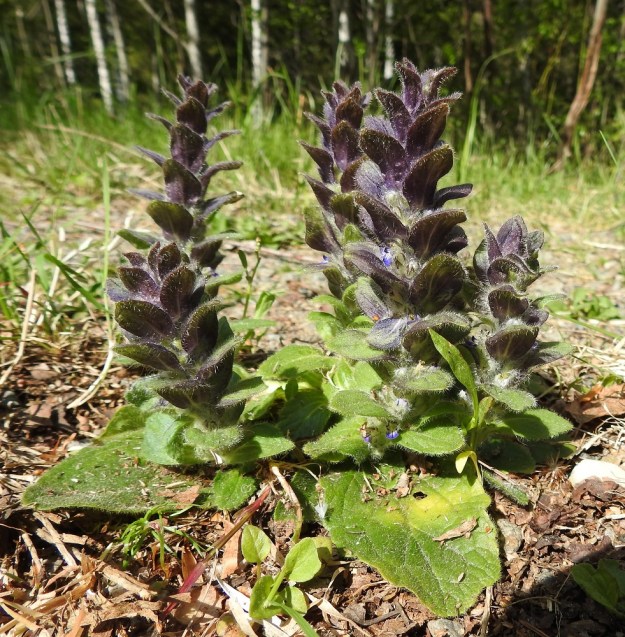 Ajuga pyramidalis - kartioakankaali on hyvin omannäköisensä eikä sitä ole juuri vaaraa sekoittaa muihin luonnonvaraisiin lajeihin. Kuvan yksilö on valinnut kasvupaikakseen vähän käytetyn metsätieuran ajoraiteiden välisen, ketomaisen kaistan. EH, Riihimäki, Kenkiä, Kenkiäntieltä, n. 400 m tien alusta, itään lähtevä metsätieura ja sen laiteet,  2.6.2020. Koko kuvasarja on samalta kasvualueelta. Copyright Hannu Kämäräinen.