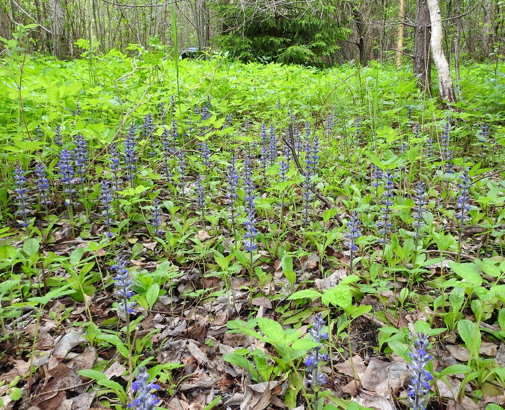 Ajuga reptans - rönsyakankaali levittäytyy pitkien rönsyjensä avulla laajoiksikin, monivartisiksi kasvustoiksi, jotka vakiintuvat kasvupaikalleen alkuperäisten luonnonkasvien tavoin. EH, Kouvola, Kuusankoski, Saksanaho, metsittyvä, entinen puutavaran varastointialue, 11.6.2017. Copyright Hannu Kämäräinen.