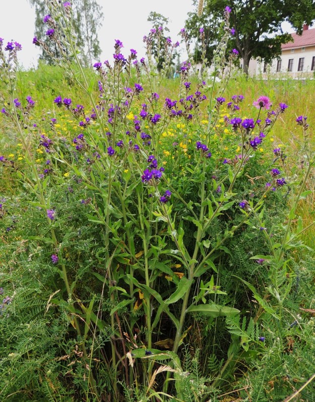 Anchusa officinalis - rohtorasti on kaksi- tai monivuotinen, pysty ja tavallisesti noin 30-80 cm korkea. Se voi kasvaa yksittäisvartisena tai kuvan tavoin muodostaa tiheitäkin varsikkoja. St, Pori, Reposaari, koillisranta, entisen satama-alueen vanha painolastikenttä, niittyalue, 14.7.2014. Koko kuvasarja on samalta kasvualueelta. Copyright Hannu Kämäräinen.