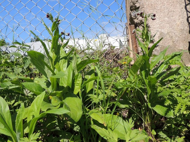 Cynoglossum officinale - rohtokoirankieli on kaksivuotinen. Niinpä runsaammissa kasvustoissa on samaan aikaan ensimmäisen vuoden iso- ja leveälehtisiä ruusukkeita ja toisen vuoden kukkavarsia. Pääjuuri on usein pitkä ja vankka sekä voi toisinaan haaroa yläpäästään. Tällöin kukkavarrellisen, toisen vuoden yksilön viereen saattaa nousta useampia kukkavarsia tai myös lehtiruusukkeita. EH, Nokia, Myllyhaka, Raision Melian myllyalue Rounionkadun ja rautatien välissä, aidatun myllyalueen kulma radanvarressa, 21.6.2016. Copyright Hannu Kämäräinen.