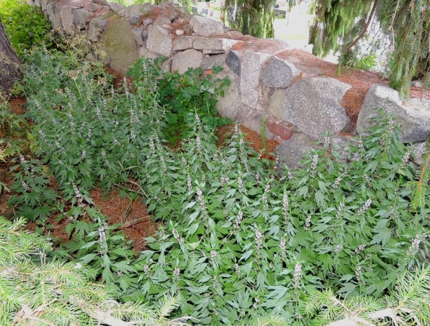 Leonurus cardiaca subsp. cardiaca - rohtonukula subsp. lännenrohtonukula voi haarovan juuristonsa ja varisevien hedelmystensä avulla muodostaa laajojakin ja vuosikymmeniä säilyviä kasvustoja. Se on alunperin tuotu sydäntä vahvistavaksi rohdoskasviksi Suomeen 1700-luvulla ja jäljellä olevat, harvat kasvupaikat voivat vieläkin löytyä vanhan asutuksen piiristä. Taustalla, kiviaidan vieressä kasvaa toinen, vanha lääkekasvi keltamo, Chelidonium majus. EH, Hattula, Hurttala, keskiaikainen Pyhän Ristin kirkko, kirkkotarhaa ympäröivän kiviaidan laita, 30.7.2015. Koko kuvasarja on samalta kasvupaikalta. Copyright Hannu Kämäräinen.