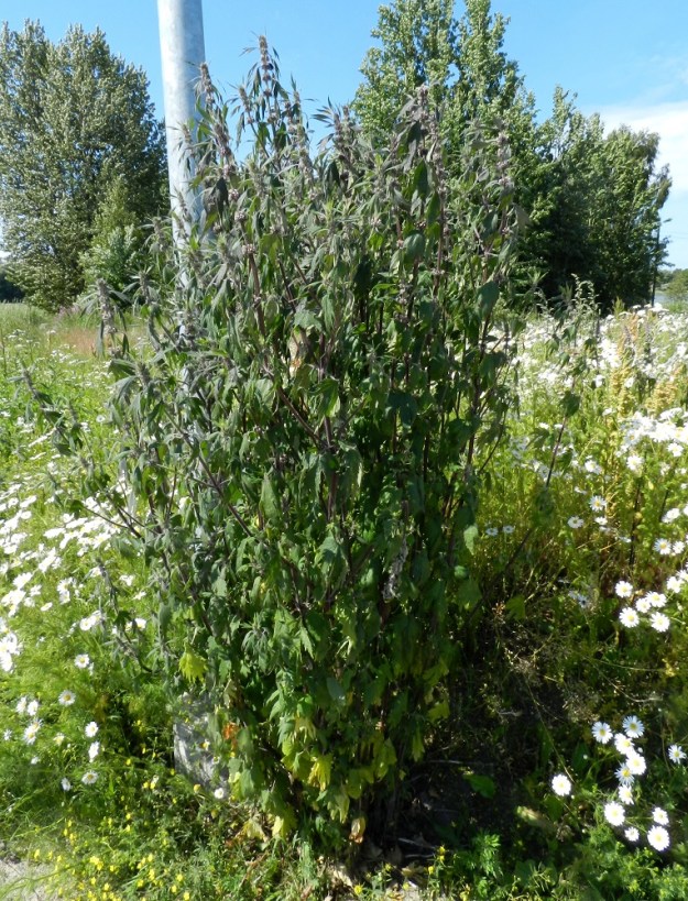 Leonurus cardiaca subsp. villosus - rohtonukula subsp. villarohtonukula on tavallisesti noin 50-140 cm korkea. Toisinaan se voi olla kookkaampikin. Kuvan noin 30-vartisella kasvustolla oli korkeutta peräti 190 cm. U, Helsinki, keskusta, Töölönlahden eteläpään kaakkoiskulman ja rata-alueen välinen joutomaa-alue Finlandia-talon pohjoispuolella, 6.7.2012. Copyright Hannu Kämäräinen.