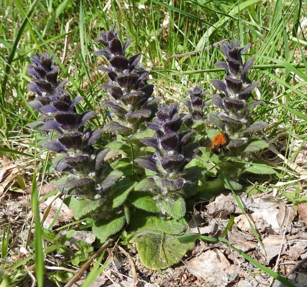 Ajuga pyramidalis - kartioakankaali on Suomessa varhainen muinaistulokas, joka on levinnyt tänne uudisasutuksen mukana. Sen voi tavata aukkoisesta metsästäkin, mutta pääkasvualueina ovat niityt ja ahot sekä laidun- ja hakamaat. Karjanhoidon muutokset ovat tehneet siitä harvinaisen. Tanakka laji on yleensä noin 10-25 cm korkea. EH, Riihimäki, Kenkiä, Kenkiäntieltä, n. 400 m tien alusta, itään lähtevä metsätieura ja sen laiteet, 2.6.2020. Copyright Hannu Kämäräinen.