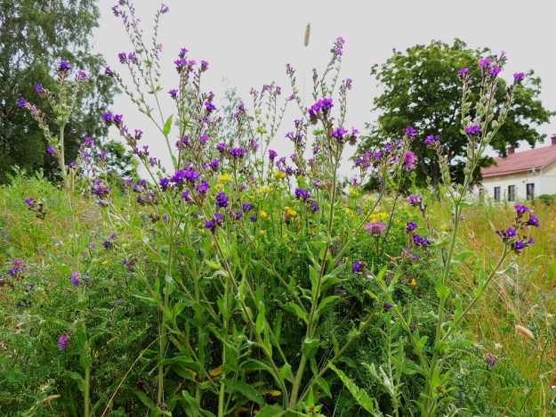 Anchusa officinalis - rohtorasti on Suomessa harvinainen muinaistulokas Ahvenanmaan, Varsinais-Suomen ja Uudenmaan eliömaakunnissa. Se on tuotu rohdokseksi jo ennen 1600-luvun puoltaväliä. Lääkinnällinen käyttö loppui jo kauan sitten, mutta kasvi levisi luontoon. Reposaaressa rohtorasti on vakiintunut uustulokas ja kasvupaikoista päätellen se on todennäköisesti saapunut purjelaivakaudella painolastimaan mukana. St, Pori, Reposaari, koillisranta, entisen satama-alueen vanha painolastikenttä, niittyalue, 14.7.2014. Copyright Hannu Kämäräinen.