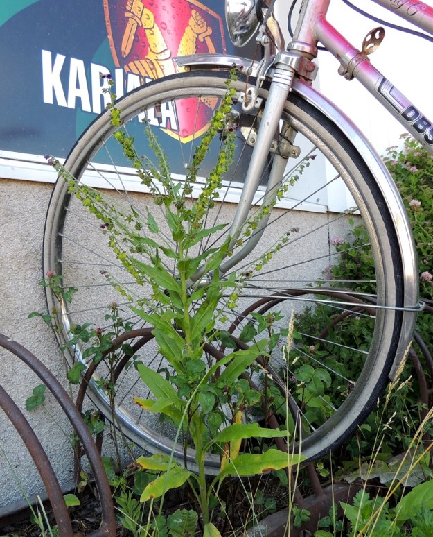Cynoglossum officinale - rohtokoirankieli on eteläisimmässä Suomessa harvinainen muinaistulokas. Se on saapunut tänne ilmeisesti ihmisen toimesta jo ennen 1600-luvun puoltaväliä. Sen juurta on käytetty rohdokseksi ja kasvin on uskottu hajullaan karkottavan rottia ja hiiriä. Niinpä sitä istutettiin ja kylvettiin rakennusten seinustoille. Vielä nykyäänkin sen kasvupaikat sijaitsevat aika usein seinustoilla. EH, Nokia, Myllyhaka, Rounionkadun varressa, Raision Melian myllyalueen vieressä olevan baarin seinusta, 21.6.2016. Copyright Hannu Kämäräinen.