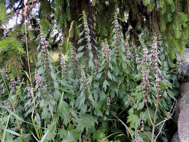 Leonurus cardiaca subsp. cardiaca - rohtonukula subsp. lännenrohtonukula on pysty ja yläosastaan haarova sekä tavallisesti noin 30-120 cm korkea ruoho. 30.7.2015. Copyright Hannu Kämäräinen.