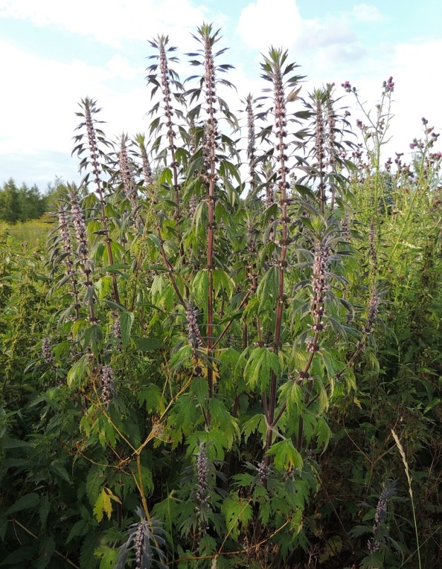 Leonurus cardiaca subsp. villosus - rohtonukulan subsp. villarohtonukulan juurakko haaroo usein yläpäästään ja synnyttää tiiviin monivartisia kasvustoyksilöitä. Varret ovat monilehtisiä ja haarovat yläosastaan. Päävarren kukinto-osuus voi olla kookkailla varsilla, kuten kuvassa, jopa 50 cm pitkä. EH, Kouvola, Kuusankoski, Saksanahon entinen, peitetty teollisuuskaatopaikka, Savonsuo, täyttöalueen eteläosa, 28.7.2015. Copyright Hannu Kämäräinen.