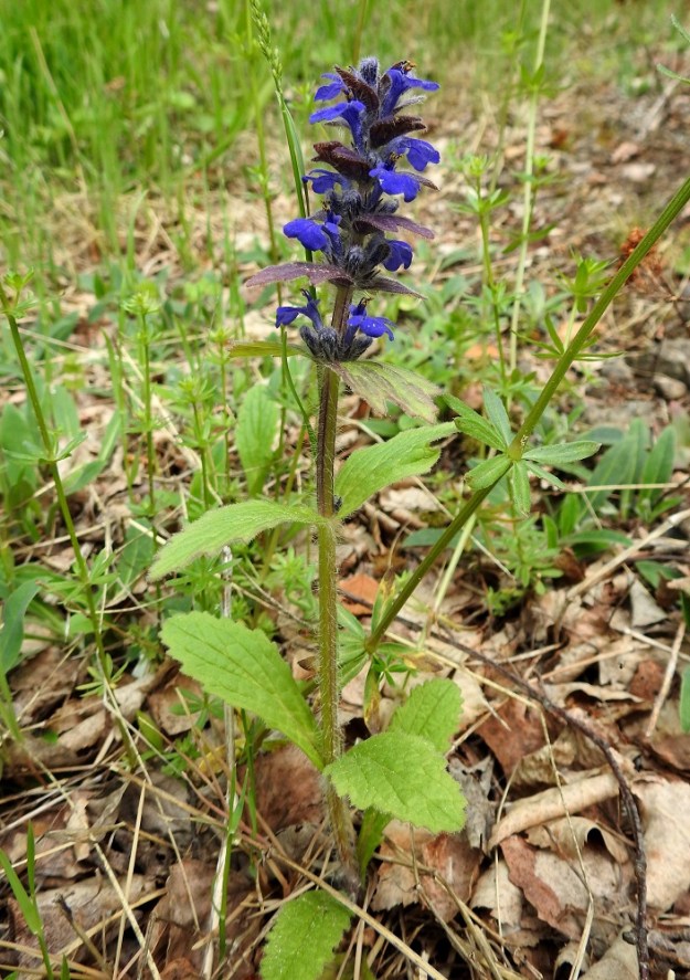 Ajuga genevensis - hammasakankaalin tiheän latvakukinnon alapuolella olevat varsilehdet ovat harvakseen pareina ristikkäin vastakkain. Laji muistuttaa ulkonäöltään karkulaisena ja tulokkaana yleisempää sukulaistaan, rönsyakankaalta, A. reptans. Helpoimmin huomattava ero on kuitenkin pitkien pintarönsyjen puuttuminen. 11.6.2017. Copyright Hannu Kämäräinen.