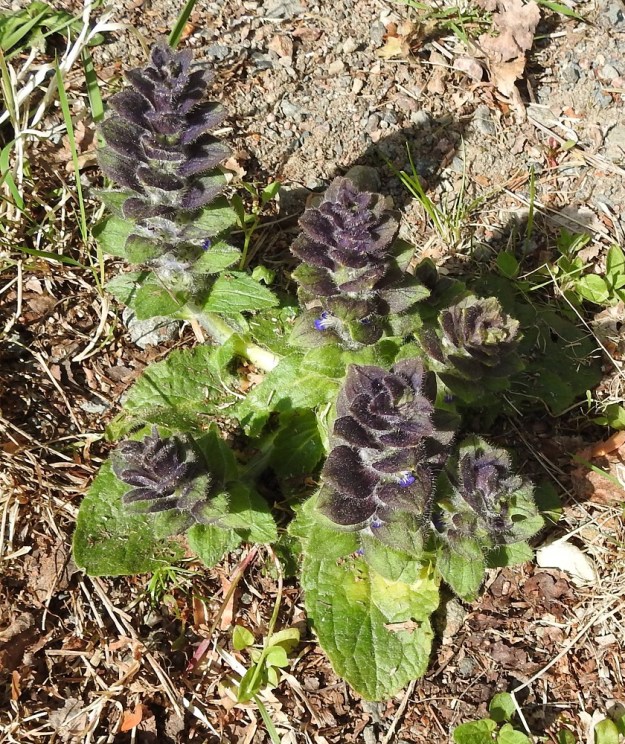 Ajuga pyramidalis - kartioakankaali lähes aina haaroo tyveltään vaakatasoisesti. Ilman lähempää tarkastelua näyttää siltä kuin monihaaraisen yksilön sijaan kyseessä olisi erillisten varsien tiivis kimppa. Rönsyjä lajille ei kehity. EH, Riihimäki, Kenkiä, Kenkiäntieltä, n. 400 m tien alusta, itään lähtevä metsätieura ja sen laiteet, 2.6.2020. Copyright Hannu Kämäräinen.