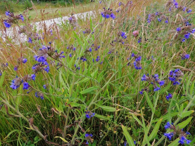 Anchusa officinalis - rohtorastin varret ovat yleensä monihaaraisia. Kukinnot sijaitsevat varren ja sen haarojen kärkiosassa. St, Pori, Reposaari, koillisranta, entisen satama-alueen vanha painolastikenttä, niittyalue, 14.7.2014. Copyright Hannu Kämäräinen.