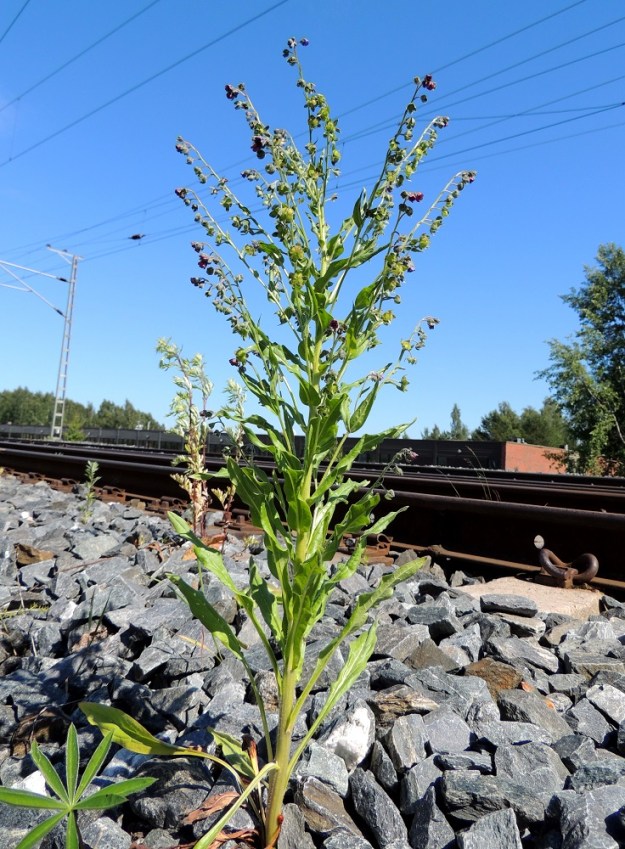 Cynoglossum officinale - rohtokoirankieli on pysty ja tavallisesti noin 30-70 cm korkea ja monilehtinen. Se kasvaa erityisesti latvaosastaan monihaaraiseksi ja tulee juttuun hyvinkin karussa ympäristössä. Isompana uhkana on kasvualueiden pusikoituminen ja muu kasvullinen umpeutuminen, jota kaksivuotias laji ei kestä. EH, Nokia, Myllyhaka, Raision Melian myllyalue Rounionkadun ja rautatien välissä, radanvarsi aidatun myllyalueen kulmassa, 21.6.2016. Copyright Hannu Kämäräinen.