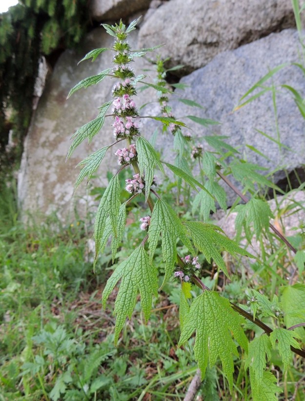 Leonurus cardiaca subsp. cardiaca - rohtonukulan subsp. lännenrohtonukulan kukinto on varren ja sen haarojen latvaosassa, alempana harvakseen ja ylempänä tiheästi. Lehdet ovat ruodilliset ja varrella pareittain vastakkain. Ylemmät niistä ovat kukinnon tukilehtinä. Ne ovat kiilatyviset ja päästään pitemmin tai lyhyemmin kolmiliuskaiset. Liuskat ovat pitkäsuippuisen teräväkärkiset ja vaihtelevasti hampaiset. Lehtilapa on aivan ylimpiä lukuun ottamatta noin 3-7 cm pitkä ja leveimmältä kohtaa noin 1,5-5 cm leveä. 8.7.2014. Copyright Hannu Kämäräinen.