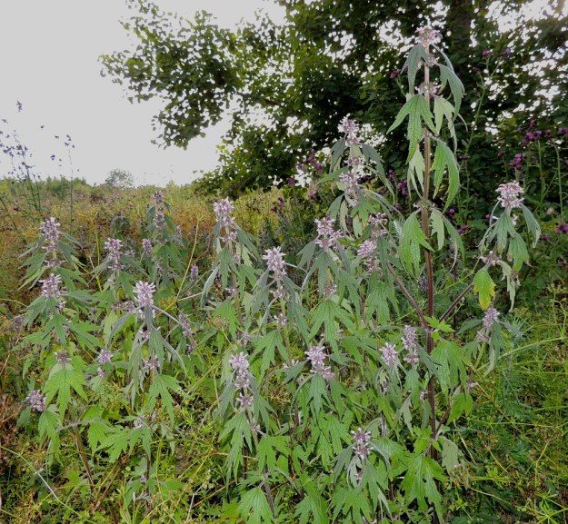 Leonurus cardiaca subsp. villosus - rohtonukula subsp. villarohtonukula voi joillakin nykyisillä kasvupaikoillaan olla myös tuoreempi tulokas. Kuvan kasvupaikka-alueelle on ajettu mm. kuorijätettä itäpuun varastoalueilta. Kuvassa villarohtonukulan ympärillä näkyy runsaana kierumataraa, Galium aparine, ja taustalla nostelee varsiaan kyläkarhiainen, Carduus crispus. EH, Kouvola, Kuusankoski, Saksanahon entinen, peitetty teollisuuskaatopaikka, Savonsuo, täyttöalueen eteläosa, 28.7.2015. Copyright Hannu Kämäräinen.