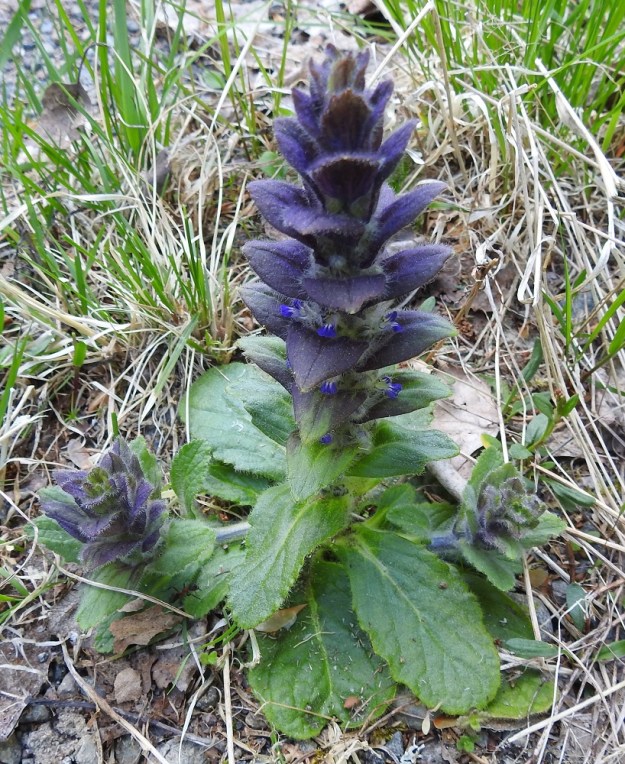 Ajuga pyramidalis - kartioakankaalin tieteellinen ja suomalainen nimi viittaavat ulkomuotoon, joka yleensä on kartiomainen ja nelisyrjäinen johtuen tiheästi ja vuoroittain vastakkain olevista lehdistä, jotka tasaisesti lyhenevät latvaa kohti. Varren latvaosan lehdet ovat tavallisesti sinipunaiset. Väri helpottaa lajin erottumista muun vihreän joukosta myös pölyttäjän silmiin. Kukinto yltää varren tyveltä lopulta latvaan saakka. EH, Riihimäki, Kenkiä, Kenkiäntieltä, n. 400 m tien alusta, itään lähtevä metsätieura ja sen laiteet, 2.6.2020. Copyright Hannu Kämäräinen.
