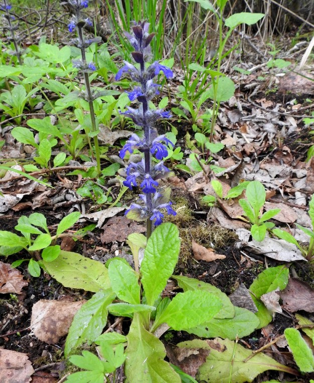 Ajuga reptans - rönsyakankaalin kukat ovat varren latvaosassa hanka- eli tukilehtiään pitemmät. Maata myöten painuneet aluslehdet ovat kukintavaiheessa edelleen jäljellä. Ne ovat pitkäruotiset ja tavallisesti soikeat sekä lavaltaan noin 5-10 cm pitkät ja leveimmältä kohtaa noin 1,5-3,5 cm leveät. Lehtilaita on iso- ja matalanyhäinen. Kuvassa aluslehtien edessä näkyy myös uuden taimen lehtiruusuke. EH, Kouvola, Kuusankoski, Saksanaho, metsittyvä, entinen puutavaran varastointialue, 11.6.2017. Copyright Hannu Kämäräinen.