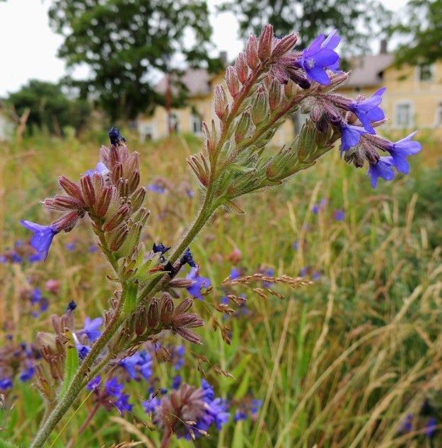 Anchusa officinalis - rohtorastin kukat ovat yksipuolisesti kukintohaaran yläpinnalla. Haarat ovat aluksi alaspäin kaartuvia kiemuroita, joissa kukat avautuvat tyvestä alkaen kärkeä kohti. Kiemura oikenee ja pitenee kukinnan edetessä ja loppuvaiheessa kukkineita kukkia on jonomaisesti yleensä noin 15-30. St, Pori, Reposaari, koillisranta, entisen satama-alueen vanha painolastikenttä, niittyalue, 14.7.2014. Copyright Hannu Kämäräinen.