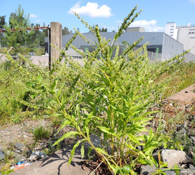 Cynoglossum officinale - rohtokoirankieli voi yläpäästään haarovan juurakon myötä kasvaa myös monivartiseksi. Kukintohaarat voivat kuvan latvan tavoin haaroa myös toistamiseen. EH, Nokia, Myllyhaka, Raision Melian myllyalue Rounionkadun ja rautatien välissä, radanvarsi aidatun myllyalueen kulmassa, 5.7.2013. Copyright Hannu Kämäräinen.