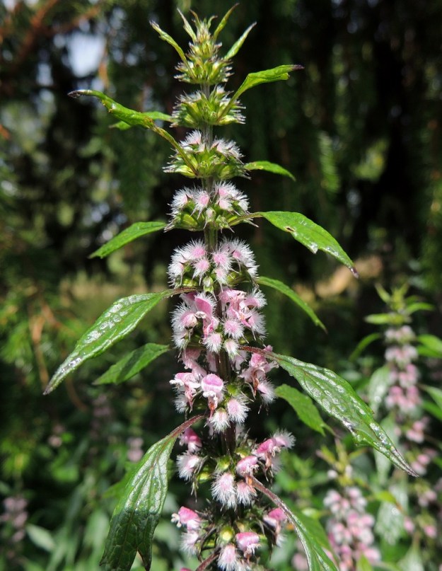 Leonurus cardiaca subsp. cardiaca - rohtonukulan subsp. lännenrohtonukulan kukinnon yläosa on tiiviin tähkämäinen. Kukat ovat lehtihangoissa yleensä noin 10-18 kukan viuhkoina eli valekiehkuroina, jotka yhtyvät tiiviiksi, puolipallomaiseksi osakukinnoksi. 30.7.2015. Copyright Hannu Kämäräinen.