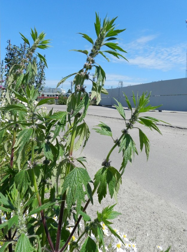 Leonurus cardiaca subsp. villosus - rohtonukulan subsp. villarohtonukulan varsien ja haarojen ylemmät lehdet toimivat kukkien tukilehtinä. Yleensä ne ovat päästään kolmiliuskaisia, mutta päävarrella alemmat tukilehdet voivat olla myös kuvan tavoin viisiliuskaisia ja muutenkin alempien varsilehtien kaltaisia. U, Helsinki, keskusta, Töölönlahden eteläpään kaakkoiskulman ja rata-alueen välinen joutomaa-alue Finlandia-talon pohjoispuolella, 6.7.2012. Copyright Hannu Kämäräinen.