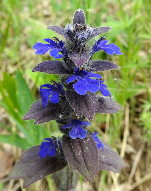 Ajuga genevensis - hammasakankaalin teriö on yhdislehtinen, pitkätorvinen ja päästään kaksihuulinen sekä noin 12-20 mm pitkä. Ylähuuli on kaksiliuskainen ja vain noin 1 mm pitkä. Alahuuli on kolmiliuskainen ja yleensä noin 6-8 mm pitkä. Sen sivuliuskat ovat pienehköt ja pääliuska on kärkeään kohti levenevä, lovipäinen ja päästään noin 4-6 mm leveä. Teriö on torvineen ja huulineen tavallisesti voimakkaan sekä kirkkaan sininen. Suonet ovat yleensä hieman pohjaväriä tummemmat. 11.6.2017. Copyright Hannu Kämäräinen.