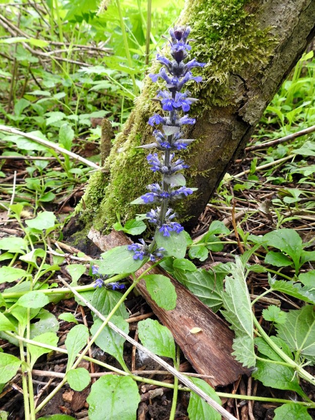 Ajuga reptans - rönsyakankaalin varsi on yleensä pysty tai kuvan tavoin latvastaan koheneva. Kukat ovat varsilehtien hangoissa tavallisesti noin 3-6 kukan viuhkoina eli valekiehkuroina. EH, Kouvola, Kuusankoski, Savonsuon entinen, peitetty ja laidoiltaan metsittynyt teollisuuskaatopaikka-alue, johon ajettu myös puutavaran varastokenttien pohjia, 11.6.2017. Copyright Hannu Kämäräinen.