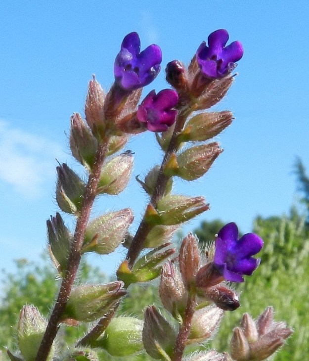 Anchusa officinalis - rohtorastin teriö on nuppuna ja puhjetessaan sinertävänpunainen, mutta muuttuu nopeasti sinipunaiseksi ja edelleen lähes tai aivan siniseksi. Kaikkien kukkien tyvellä on kolmiomainen, noin 4-5 mm pitkä ja leveimmältä kohtaa noin 3 mm leveä tukilehti. St, Pori, Reposaari, koillisranta, Kaupparanta, rantamakasiinin lounaanpuoleinen niittyalue, 18.7.2012. Copyright Hannu Kämäräinen.