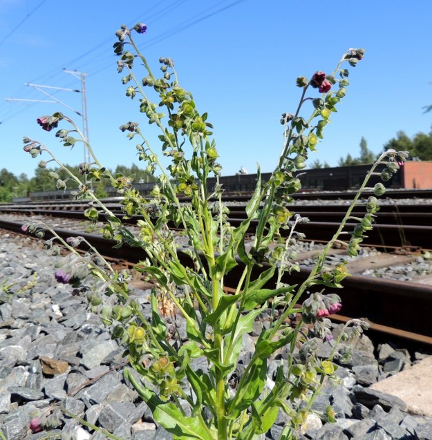 Cynoglossum officinale - rohtokoirankielen kukat ovat haaroissa yksipuolisena viuhkona. Kerrallaan niistä vain muutama on kukintavaiheessa. Kukintohaara pitenee kärjestään kukinnan edetessä ja loppuvaiheessa kukkineita kukkia ja hedelmyksiä on jonomaisesti tavallisesti noin 15-25. Tällöin kukinnon pituus voi olla jopa 30 cm. EH, Nokia, Myllyhaka, Raision Melian myllyalue Rounionkadun ja rautatien välissä, radanvarsi aidatun myllyalueen kulmassa, 21.6.2016. Copyright Hannu Kämäräinen.