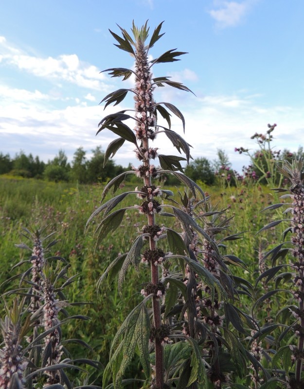 Leonurus cardiaca subsp. villosus - rohtonukulan subsp. villarohtonukulan alemmat osakukinnot ovat harvakseen, mutta tihentyvät latvassa tiiviin tähkämäiseksi. Tukilehdet ovat pareina ristikkäin vastakkain. EH, Kouvola, Kuusankoski, Saksanahon entinen, peitetty teollisuuskaatopaikka, Savonsuo, täyttöalueen eteläosa, 28.7.2015. Copyright Hannu Kämäräinen.