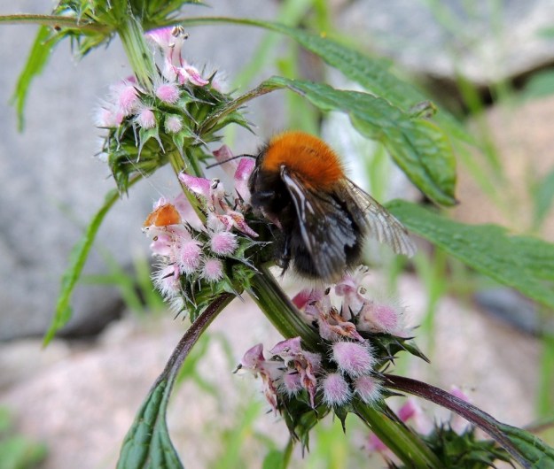 Leonurus cardiaca subsp. cardiaca - rohtonukulan subsp. lännenrohtonukulan kukat ovat kaksineuvoisia ja pitkätorvisia. Torven tyvellä on pyöreä mesiäinen, jota tavoitellessaan hyönteiset pölyttävät kukan. Pitkätorvinen kukka soveltuu erityisesti isompien pistiäisten pölytettäväksi. 8.7.2014. Copyright Hannu Kämäräinen.