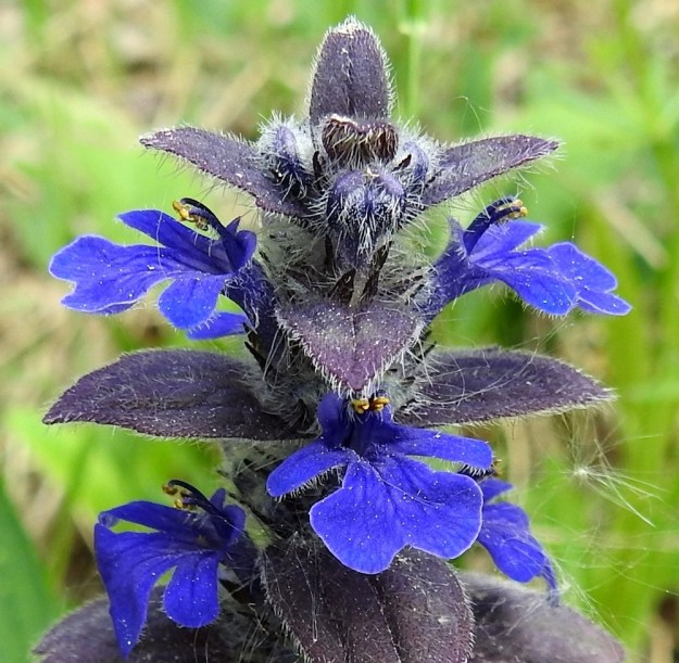 Ajuga genevensis - hammasakankaalin kukinnon latvaosa lehtineen, varsineen ja verhiöineen on yleensä tiheästi valkoisen ja pitkän hapsikarvainen. Myös teriö ulkopinnoiltaan ja heteet ovat karvaisia. 11.6.2017. Copyright Hannu Kämäräinen.