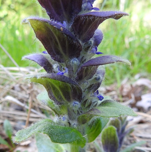 Ajuga pyramidalis - kartioakankaalin kukat ovat varsilehtien hangoissa tavallisesti noin 3-5 kukan viuhkoina eli valekiehkuroina. Tukilehtinä toimivat varsilehdet ovat huomattavasti kukkia pitemmät. EH, Riihimäki, Kenkiä, Kenkiäntieltä, n. 400 m tien alusta, itään lähtevä metsätieura ja sen laiteet, 2.6.2020. Copyright Hannu Kämäräinen.