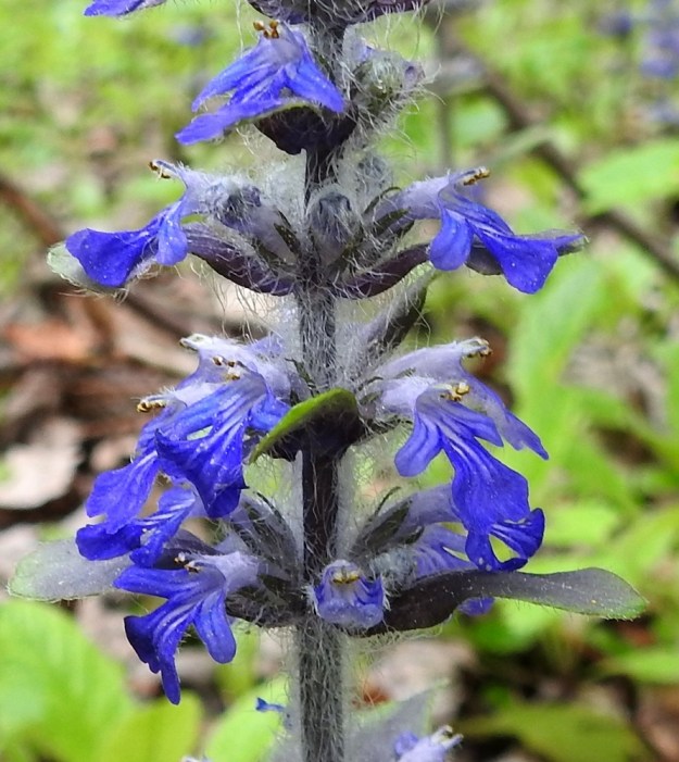 Ajuga reptans - rönsyakankaalin teriö on yhdislehtinen, pitkätorvinen, päästään kaksihuulinen ja noin 14-17 mm pitkä. Ylähuuli on kaksiliuskainen ja vain noin 1 mm pitkä. Alahuuli on kolmeliuskainen ja yleensä noin 6-8 mm pitkä. Sen sivuliuskat ovat pienehköt ja pyöreäpäiset. Pääliuska on kärkeään kohti levenevä ja lovipäinen sekä päästään noin 5-6 mm leveä. Huulten pääväri on sininen. Alahuulen tyven suontenvälit ja nielu ovat valkoisehkot. Rönsyakankaalin karvaisuus vaihtelee. Kuvan yksilöllä koko latva-alue varsineen, lehtineen ja verhiöineen on tiheästi valkoisen ja pitkän hapsikarvainen. EH, Kouvola, Kuusankoski, Saksanaho, metsittyvä, entinen puutavaran varastointialue, 11.6.2017. Copyright Hannu Kämäräinen.