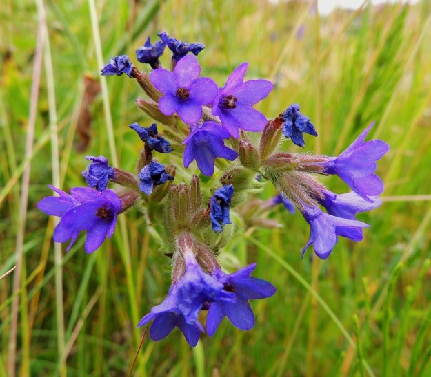 Anchusa officinalis - rohtorastin kukintohaarojen kärkiosassa on kerrallaan vain muutama kukka kukintavaiheessa. Niiden takana edellisten kukkijoiden teriöt lakastuvat ja kauempana ne ovat jo karisseet pois. St, Pori, Reposaari, koillisranta, entisen satama-alueen vanha painolastikenttä, niittyalue, 14.7.2014. Copyright Hannu Kämäräinen.