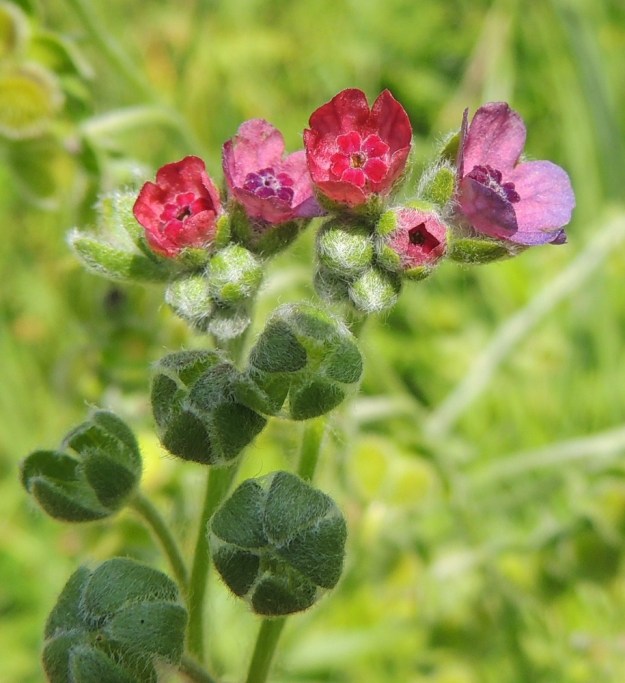 Cynoglossum officinale - rohtokoirankielen teriö on nuppuna ja puhjettuaan punainen tai ruskeanpunainen ja väri muuttuu aika pian vaaleahkon sinipunaiseksi. EH, Nokia, Myllyhaka, Raision Melian myllyalue Rounionkadun ja rautatien välissä, aidatun myllyalueen kulma radanvarressa, 5.7.2013. Copyright Hannu Kämäräinen.