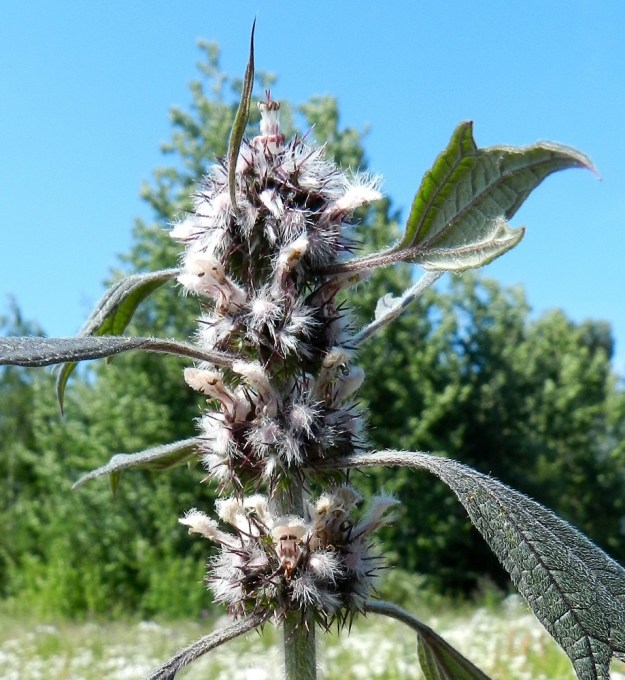 Leonurus cardiaca subsp. villosus - rohtonukulan subsp. villarohtonukulan kukat ovat lehtihangoissa yleensä noin 10-18 kukan viuhkoina eli valekiehkuroina, jotka yhtyvät tiiviiksi, puolipallomaiseksi osakukinnoksi. Teriö on vaaleanpunainen tai alahuulta lukuun ottamatta valkoinen. U, Helsinki, keskusta, Töölönlahden eteläpään kaakkoiskulman ja rata-alueen välinen joutomaa-alue Finlandia-talon pohjoispuolella, 6.7.2012. Copyright Hannu Kämäräinen.