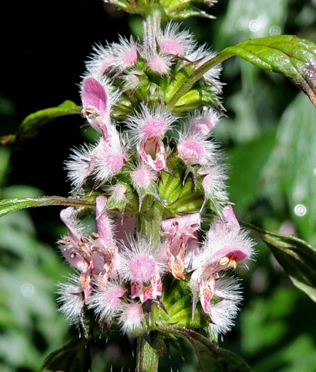 Leonurus cardiaca subsp. cardiaca - rohtonukulan subsp. lännenrohtonukulan teriö on vaaleanpunainen ja päästään kaksihuulinen sekä noin 8-12 mm pitkä, josta torven osuus on noin 4-5 mm. Ylähuuli on kupera ja noin 4 mm pitkä sekä ulkopinnaltaan pitkä- ja valkokarvainen. Alaskääntynyt alahuuli on tummempipisteinen ja -laikkuinen, noin 2-2,5 mm pitkä ja siinä on molemmin puolin pienet sivuliuskat. 30.7.2015. Copyright Hannu Kämäräinen.