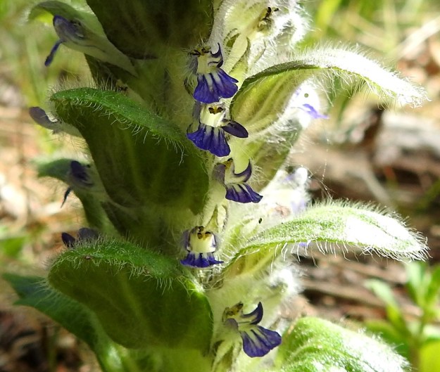Ajuga pyramidalis - kartioakankaalin kukan teriö on yhdislehtinen, pitkätorvinen ja päästään kaksihuulinen. Huulten pääväri on sininen ja alimmaisen huuliliuskan suonet ovat pohjaväriä tummemmat. Tällainen mesiviitoitus varmasti helpottaa pölyttäjää löytämään torven nieluun. Torvi, nielu ja huulten tyvi ovat tavallisesti kellertävänvalkoiset. Varsi- eli tukilehdet ovat pitkäkarvaiset. Karvat ovat valkoiset ja noin 1-2 mm pitkät. Yksittäiset laitakarvat voivat olla pitempiäkin. EH, Riihimäki, Kenkiä, Kenkiäntieltä, n. 400 m tien alusta, itään lähtevä metsätieura ja sen laiteet, 2.6.2020. Copyright Hannu Kämäräinen.