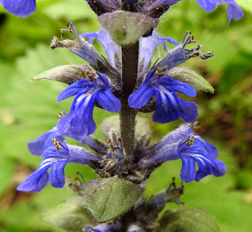 Ajuga reptans - rönsyakankaalin kukinto-osa on kuvan yksilöllä selvästi vähä- ja lyhytkarvaisempi kuin edellisessä kuvassa. Kukassa on neljä hedettä ja niiden ponnet nousevat vain hieman teriön ylähuulta pitemmälle. Emi on yksivartaloinen ja lyhyesti kaksiluottinen. Verhiö on tavallisesti noin 5-6 mm pitkä ja viisiliuskainen. Liuskat ovat kapean kolmiomaiset, teräväkärkiset ja noin 3 mm pitkät. EH, Kouvola, Kuusankoski, Savonsuon entinen, peitetty ja laidoiltaan metsittynyt teollisuuskaatopaikka-alue, johon ajettu myös puutavaran varastokenttien pohjia, 11.6.2017. Copyright Hannu Kämäräinen.