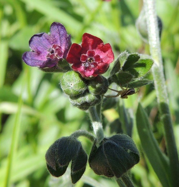 Cynoglossum officinale - rohtokoirankielen teriön väri muuttuu ikääntyessään lopulta tummahkon sinipunaiseksi. Leveyttä teriöllä on yleensä noin 6-7 mm. Kuvassa hämähäkki ilmeisesti odottaa ruokapöydän ääressä, että joku varomaton pölyttäjä toisi siihen sille sapuskaa. EH, Nokia, Myllyhaka, Raision Melian myllyalue Rounionkadun ja rautatien välissä, aidatun myllyalueen kulma radanvarressa, 21.6.2016. Copyright Hannu Kämäräinen.