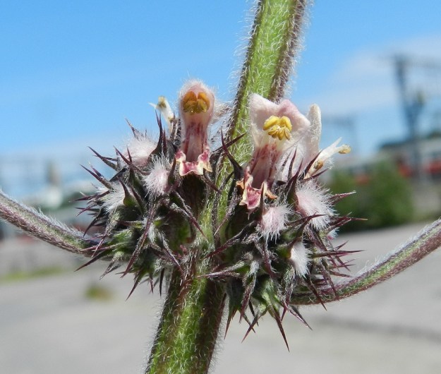 Leonurus cardiaca subsp. villosus - rohtonukulan subsp. villarohtonukulan teriö on, pitkätorvinen, päästään kaksihuulinen sekä noin 8-12 mm pitkä. Ylähuuli on noin 4 mm pitkä ja alaskääntynyt alahuuli on tummempipisteinen ja -laikkuinen, noin 2-2,5 mm pitkä ja siinä on molemmin puolin pienet sivuliuskat. Torven yläosaan kiinnittyneitä keltaponsisia heteitä on neljä. U, Helsinki, keskusta, Töölönlahden eteläpään kaakkoiskulman ja rata-alueen välinen joutomaa-alue Finlandia-talon pohjoispuolella, 6.7.2012. Copyright Hannu Kämäräinen.